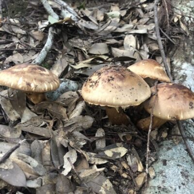さまつ（早松茸、Summer Matsutake Mushroom）
