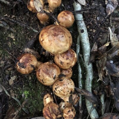 さまつ（早松茸、Summer Matsutake Mushroom）