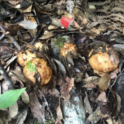 さまつ（早松茸、Summer Matsutake Mushroom）